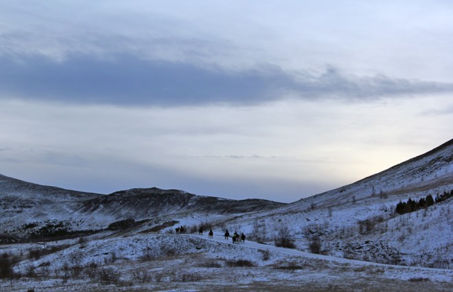 icelandic horses